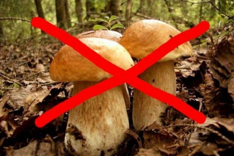 Почему грибы употребляют в пищу. Опасные грибы. Запрещенные грибы. Зачеркнутый гриб. Знак перечеркнутый гриб.
