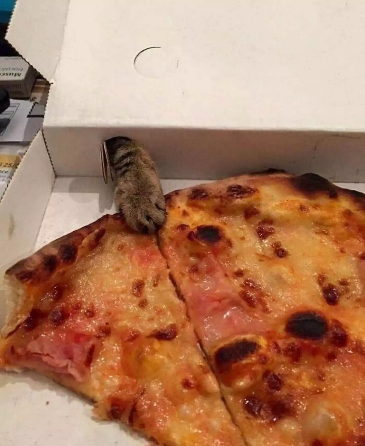 Украл пиццу. Кот шаурма. Кот ворует пиццу. Кошка и пицца. Пицца прикол.