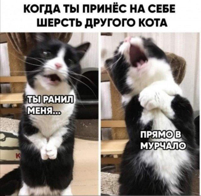 Самые свежие Фото приколы смешные до слез Юмор