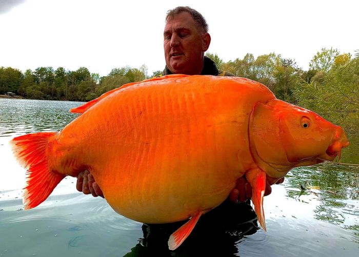 Рыбак поймал золотую рыбку весом 30 кг Животные