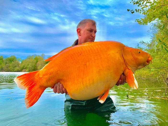Рыбак поймал золотую рыбку весом 30 кг Животные