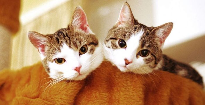 Почему кошки откликаются на «кис-кис»