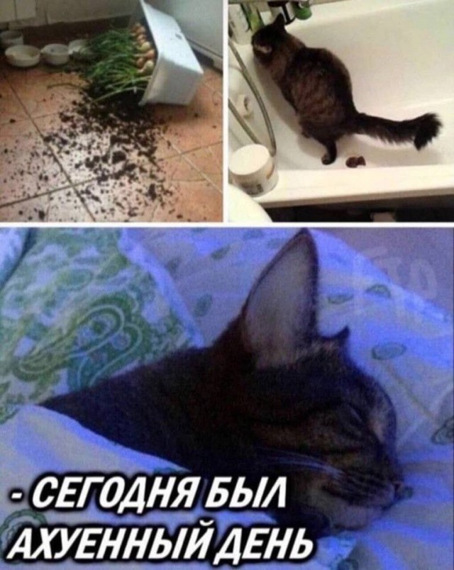 Непристойный юмор в картинках