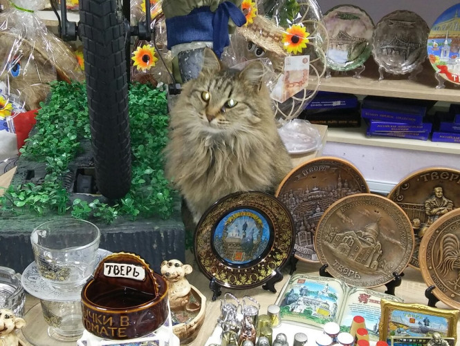 В Твери умерла кошка Котя, ставшая неофициальным брендом города Животные