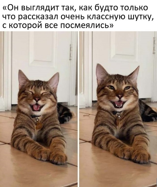 Смотреть самые новые смешные картинки Смотреть самые новые смешные картинки Юмор