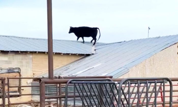Корова каким-то образом оказалась на крыше на ферме Животные
