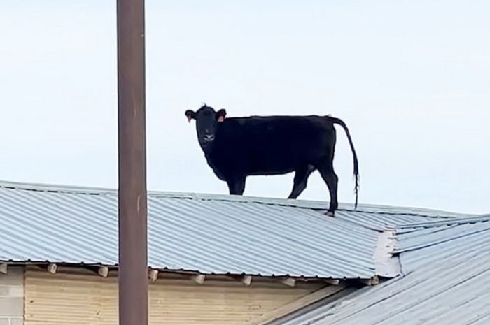 Корова каким-то образом оказалась на крыше на ферме Животные
