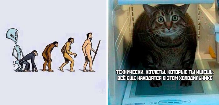 Картинки и фото с юмором до слез бесплатно