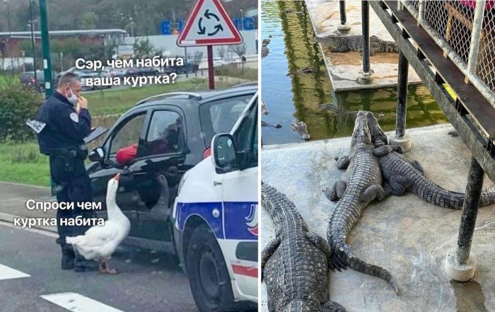 Подборка смешных картинок с надписями