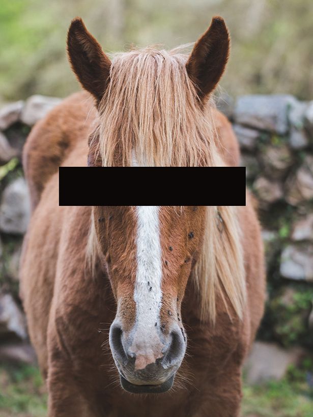 Преступнику, который вступил в интимную связь с лошадью, запретили приближаться к любому животному с копытами С миру по нитке,Горячее