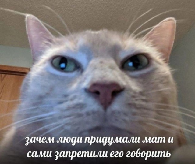 Приколы и шутки высокого качества (43 картинки)