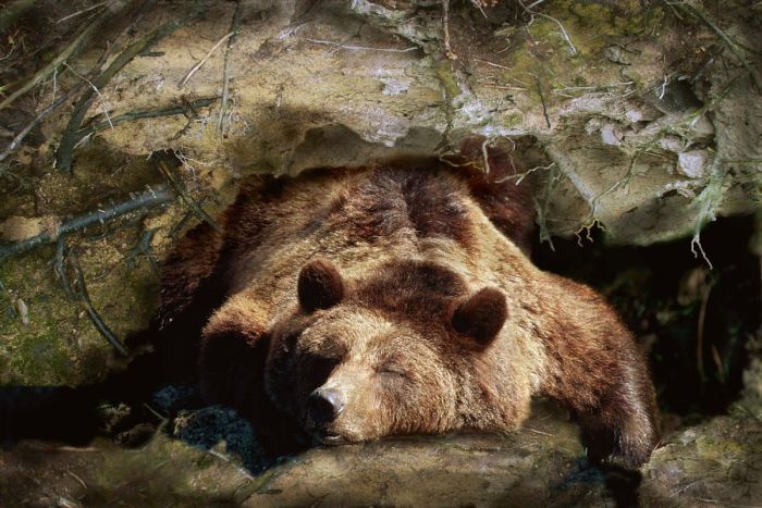 Почему медведи в спячке не страдают от тромбоза Животные,Свежее