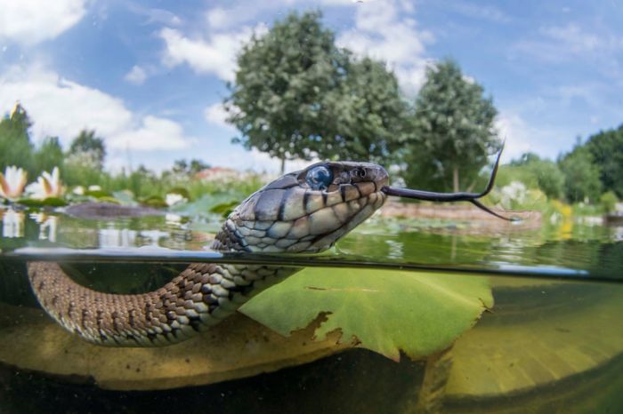 Правда ли, что все змеи отлично плавают Животные,Свежее
