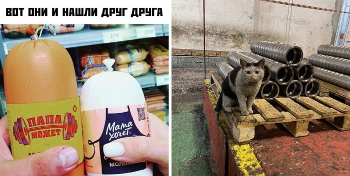 Смешные картинки и фото приколы