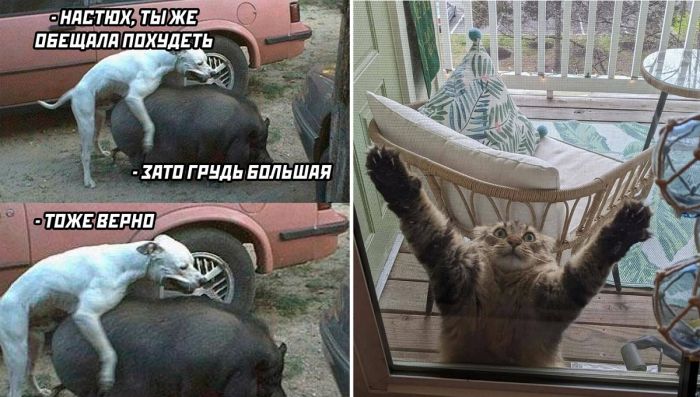 Веселые, прикольные картинки