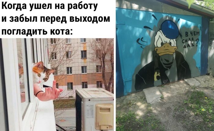Картинки, мемы и приколы