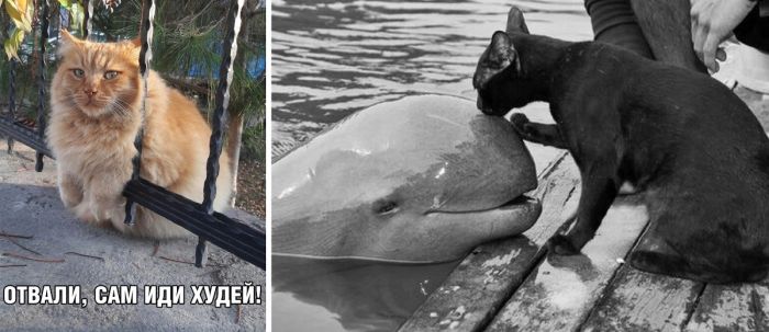 Картинки приколы смешные