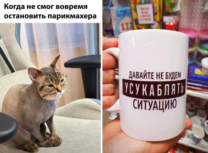 Мемы картинки