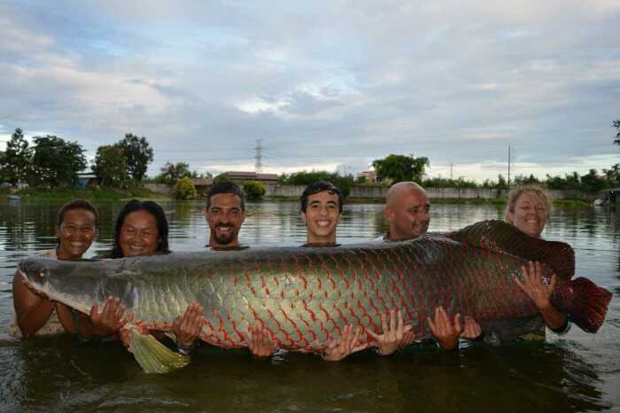 Arapaima gigas (Schinz, )