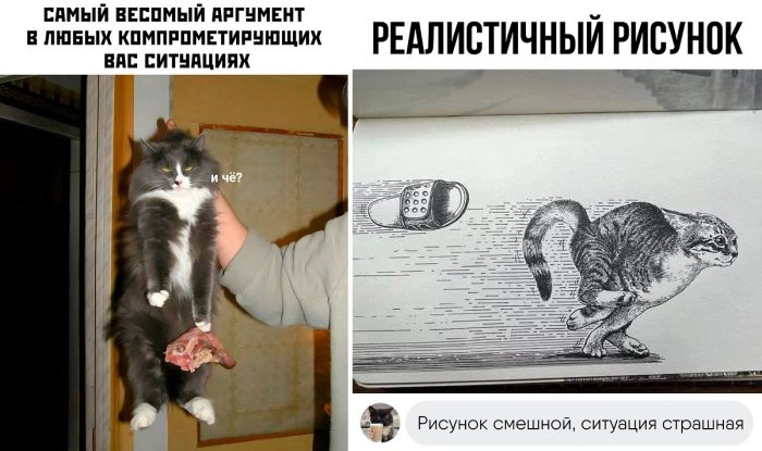 Смешные картинки для поднятия настроения