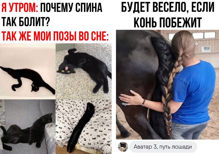 Самые веселые картинки с надписями из социальных сетей