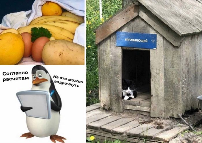 Смешные картинки и фото на которые стоит взглянуть Дважды