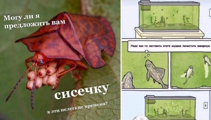 Прикольные фотографии и самые весёлые картинки с надписями