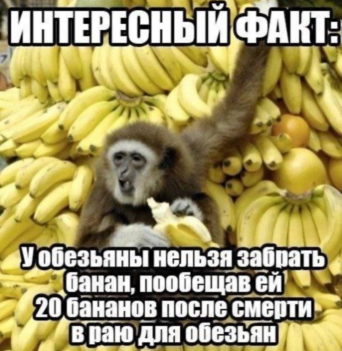 Сколько бананов едят обезьяны. Обезьяна с бананом. Банан прикол. Смешная обезьяна ест банан. Смешная мартышка с бананом.
