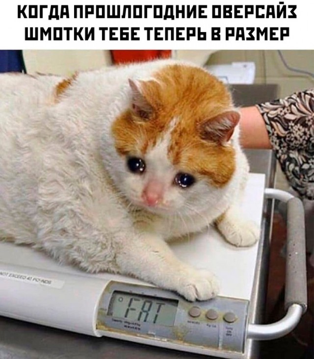 Лучшие фото приколы и смешные картинки