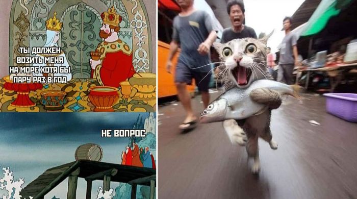 Веселая подборка фото и смешных картинок