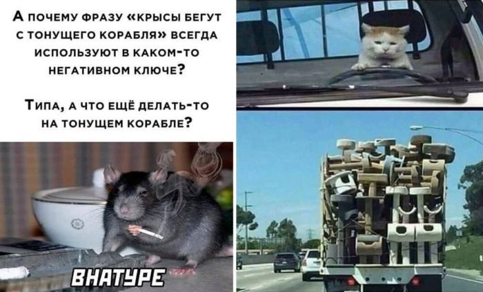 Фото приколы и веселые Картинки с надписями