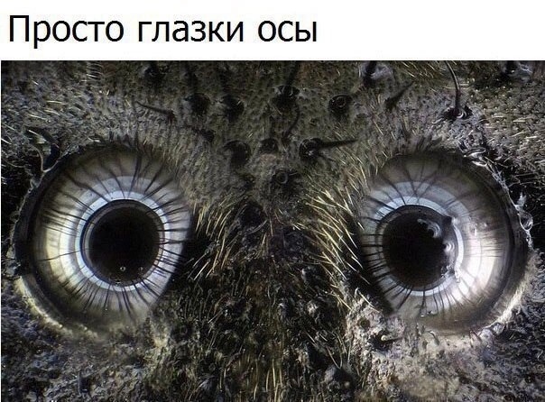 Самые смешные мемы из интернета