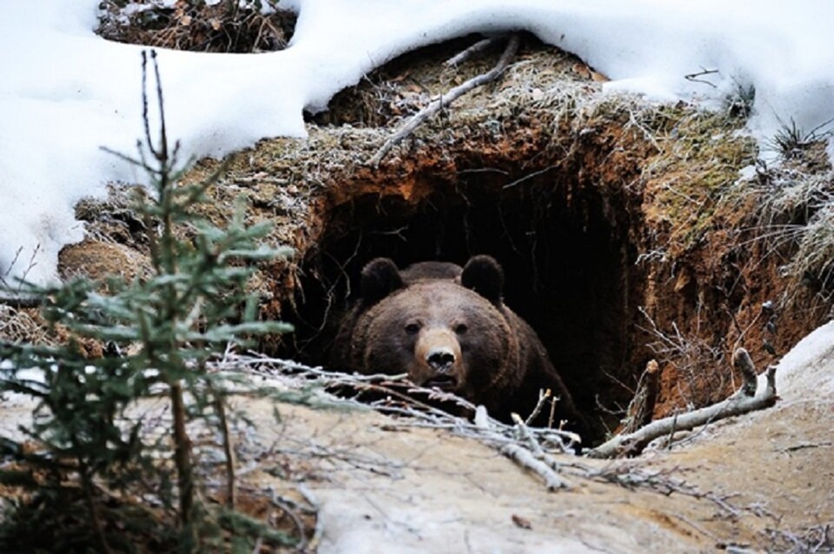Медведь в берлоге лапу. Бурый медведь зимой в берлоге. Медвежья Берлога в лесу для детей. Как называется Берлога медведя. Медведь зимой.