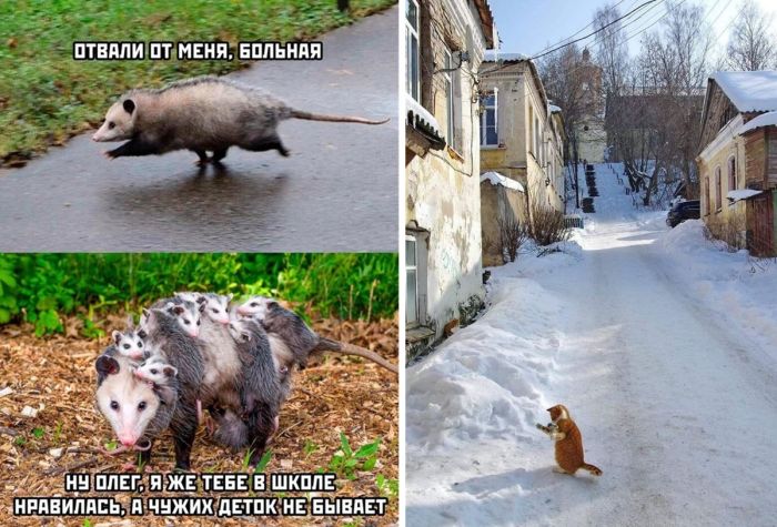 Новые самые смешные фото и мемы из сети