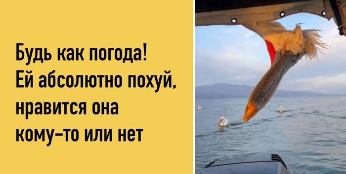 До слёз смешные фото и самые прикольные картинки с надписями