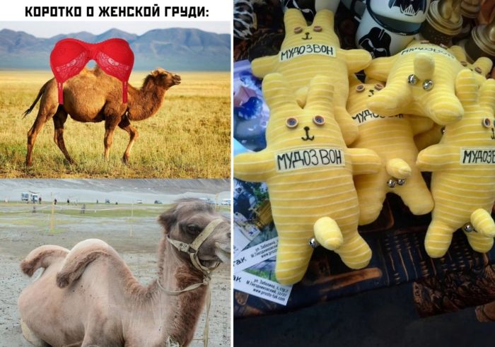 Самые смешные фото и картинки с приколами на День