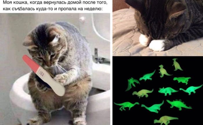 Смешные картинки и фото для всех и Каждого