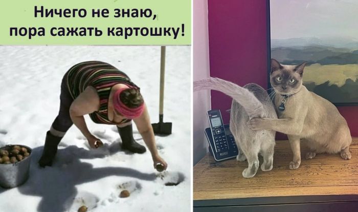 Подборка веселых фото и картинок для настроения