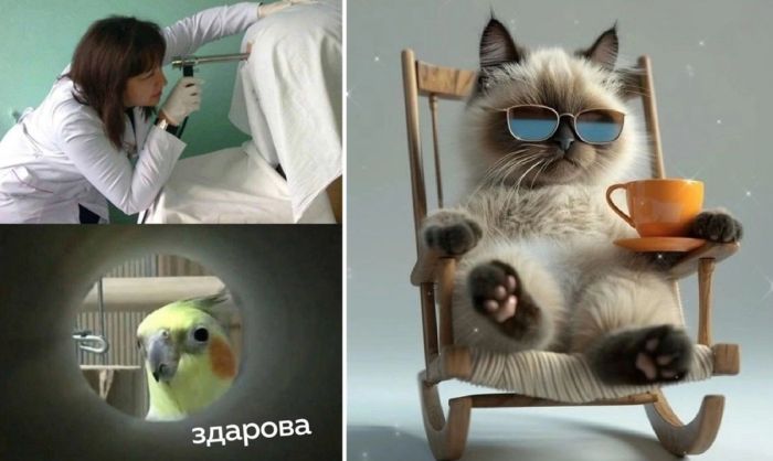 Лучшие фото приколы и смешные мемы