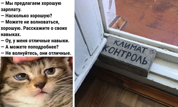 Лучшие прикольные картинки для поднятия Настроения
