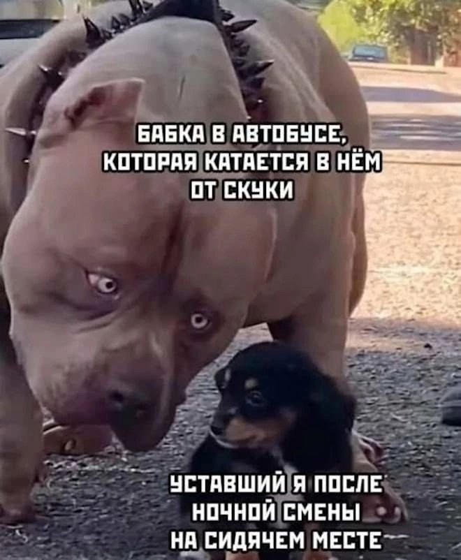 Подборка прикольных картинок и мемов, для Хорошего дня Подборка прикольных картинок и мемов, для Хорошего дня native-yes