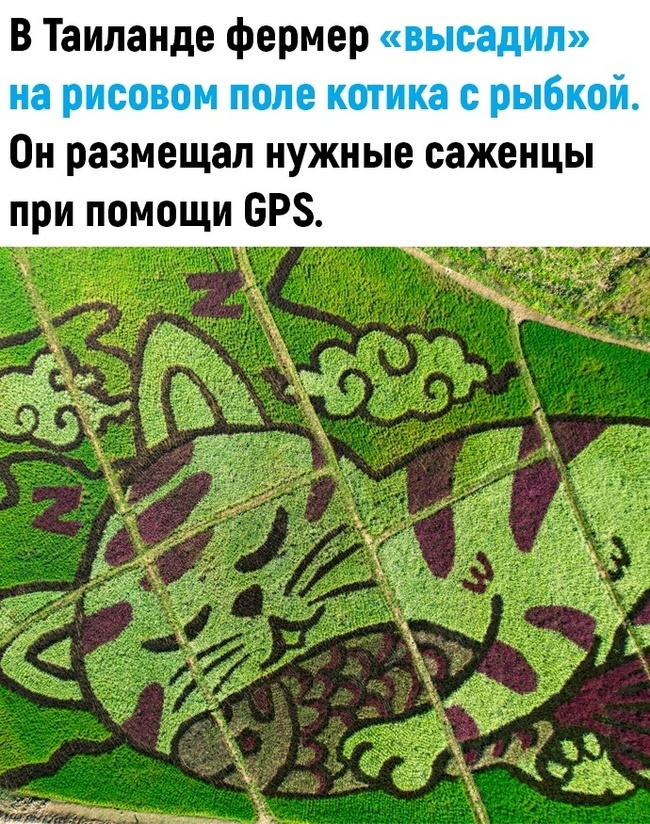 Подборка прикольных картинок и мемов, для Хорошего дня Подборка прикольных картинок и мемов, для Хорошего дня native-yes