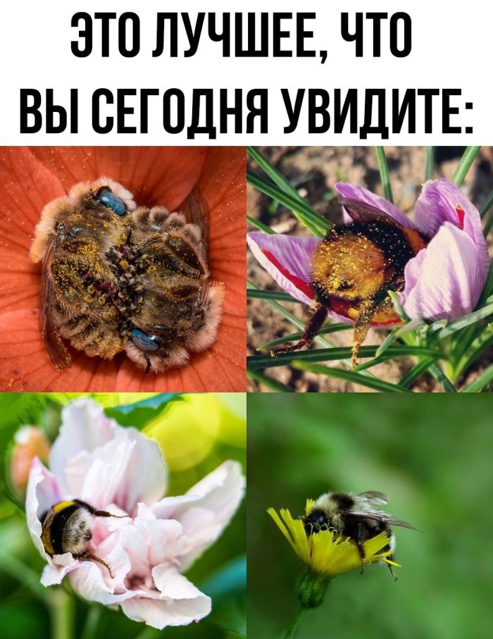 Подборка прикольных картинок и мемов, для Хорошего дня Подборка прикольных картинок и мемов, для Хорошего дня native-yes