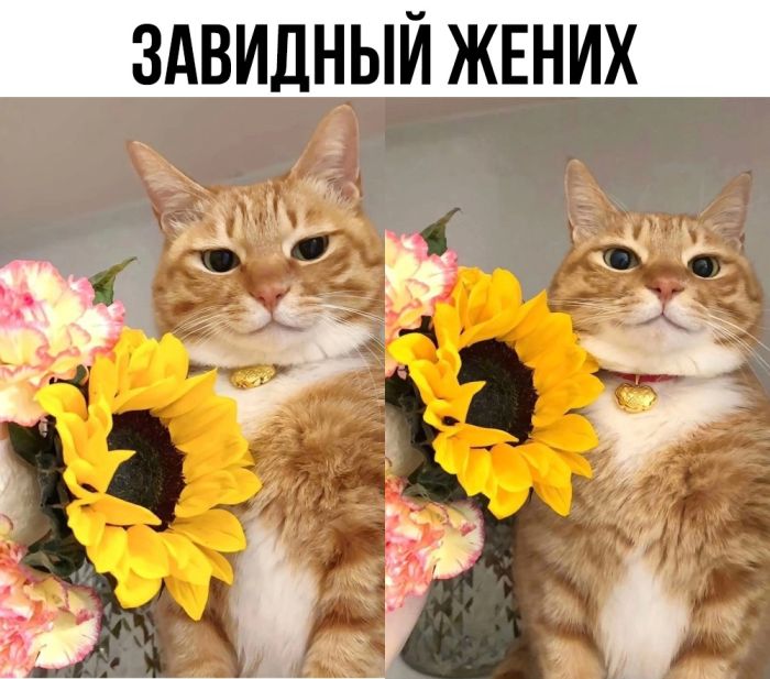 Подборка прикольных картинок и мемов, для Хорошего дня Подборка прикольных картинок и мемов, для Хорошего дня native-yes