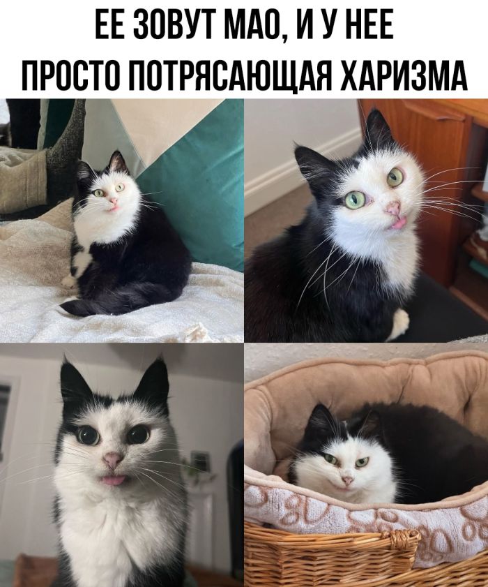 Подборка прикольных картинок и мемов, для Хорошего дня Подборка прикольных картинок и мемов, для Хорошего дня native-yes