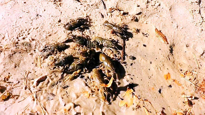 Как сделать раколовку из пластиковой бутылки своими руками native-yes