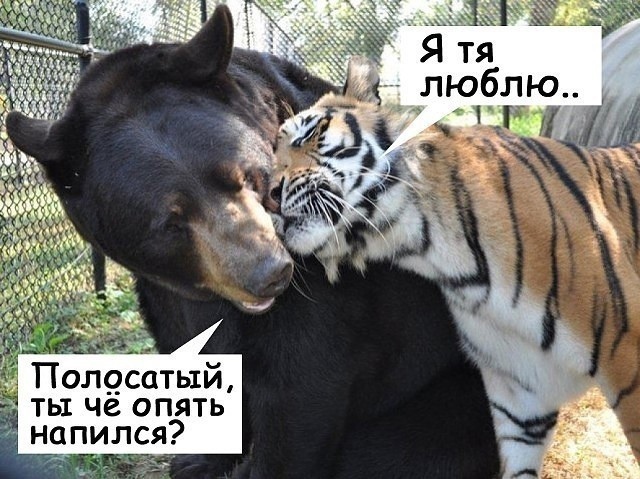 Веселые мемы и забавные картинки на Пятницу Веселые мемы и забавные картинки на Пятницу native-yes