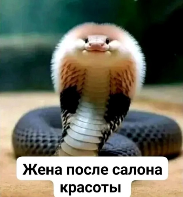 Картинки с лучшими шутками на выходные Картинки с лучшими шутками на выходные native-yes