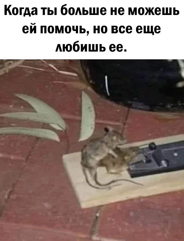 Самые лучшие мемы и прикольные картинки native-yes