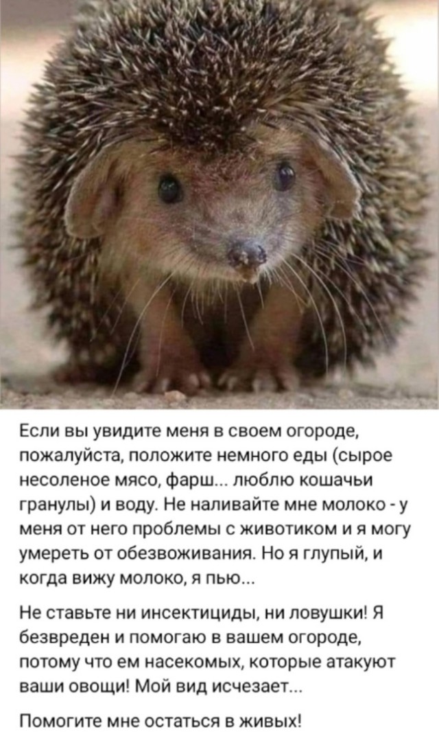 Самые лучшие мемы и прикольные картинки native-yes